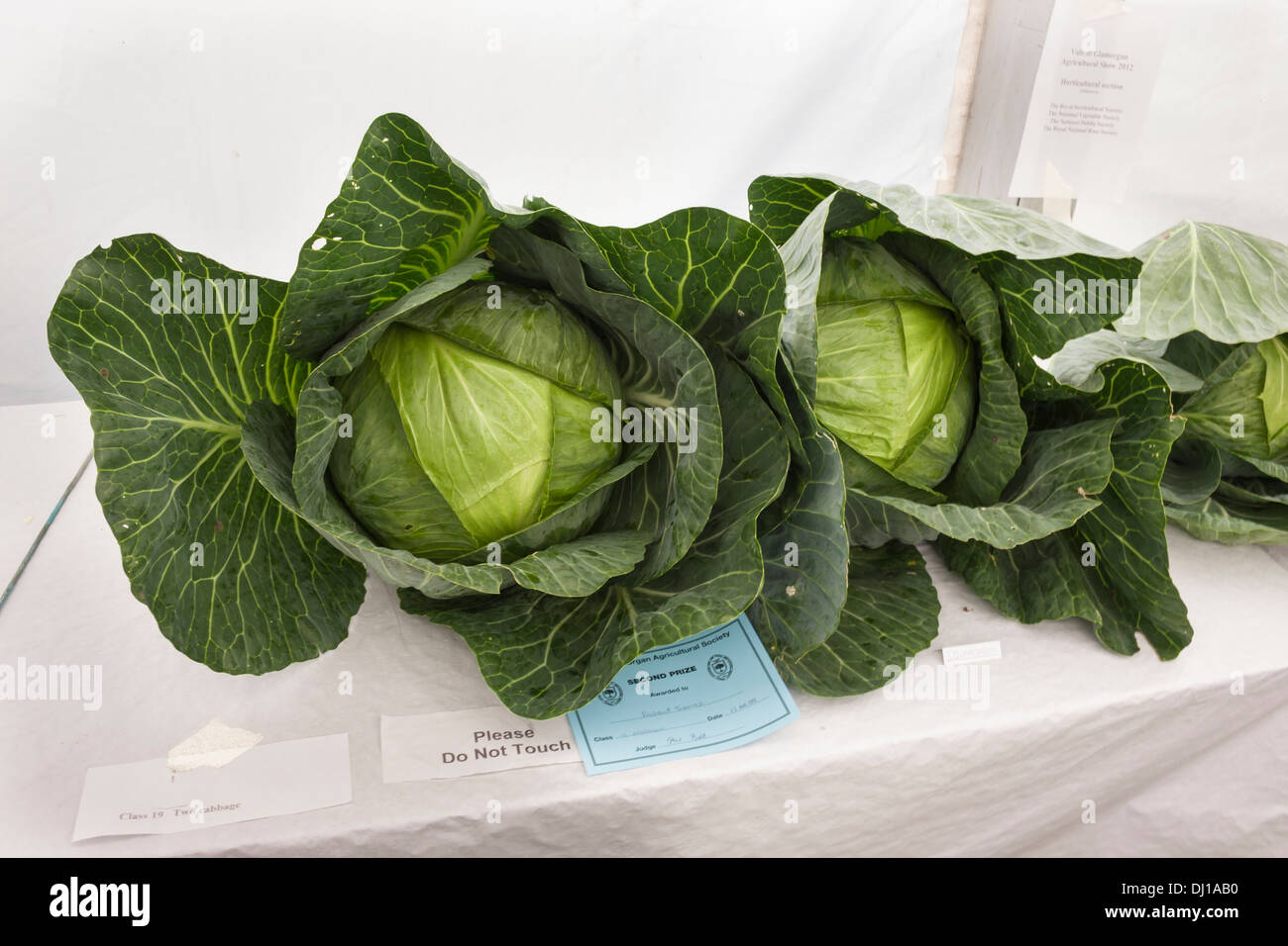 Prize cabbages at show Stock Photo