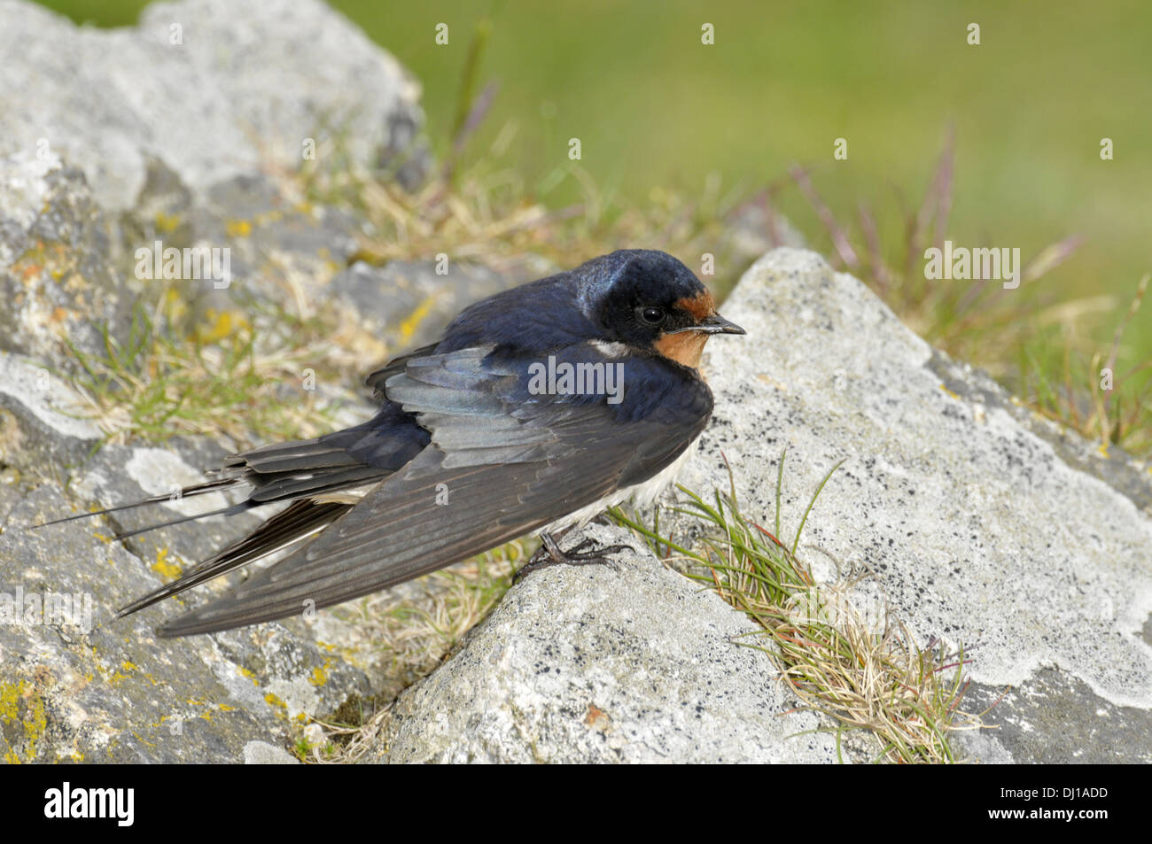 Swallow Hirundo rustica Stock Photo