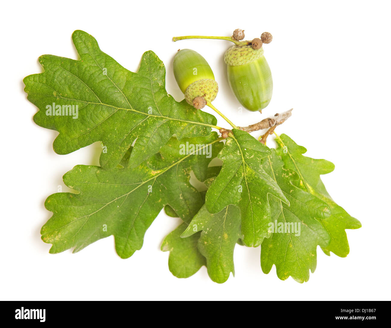 White oak leaves hi-res stock photography and images - Alamy
