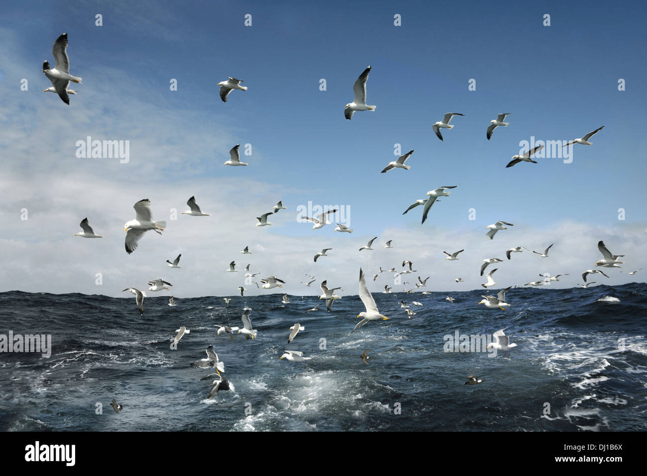 Gull Flock Stock Photo