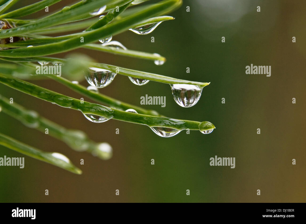 Raindrops on Douglas fir tree needles; Santiam Pass, Cascade Mountains, Oregon. Stock Photo