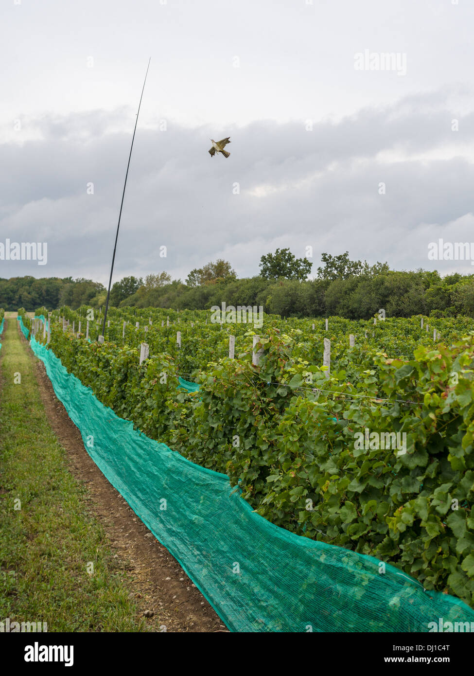 Hawk Shaped Kite Protecting the Grape Vineyard. A Kite shaped like a hawk and attached to a string flies high above a vineyard. Stock Photo
