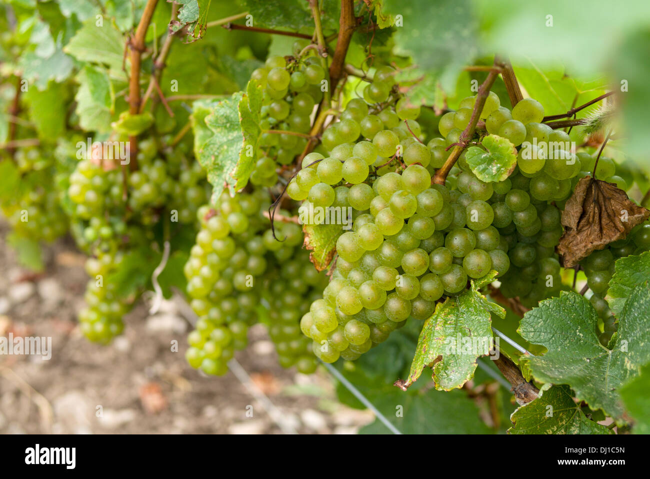 Bunches of Chardonnay Grapes. A bumper crop of grape fruit hangs from