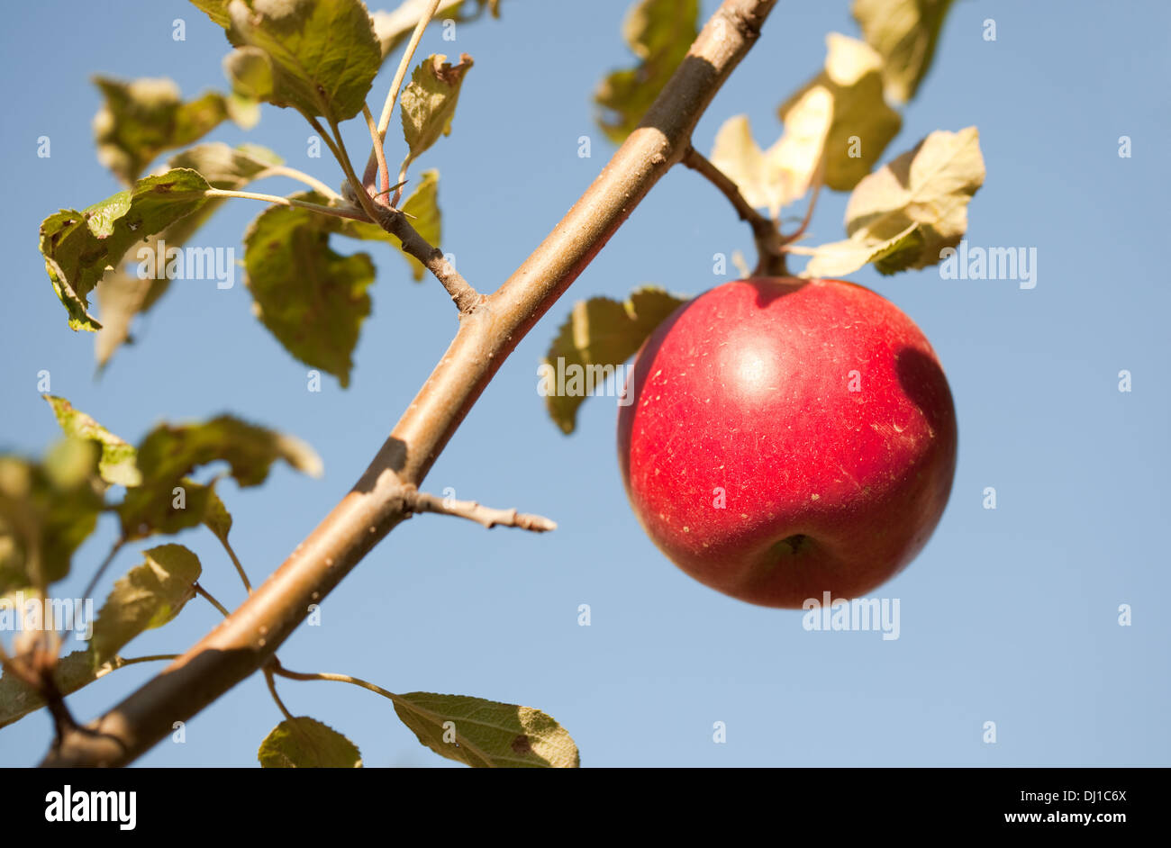 Apple tree fruit sky hi-res stock photography and images - Alamy
