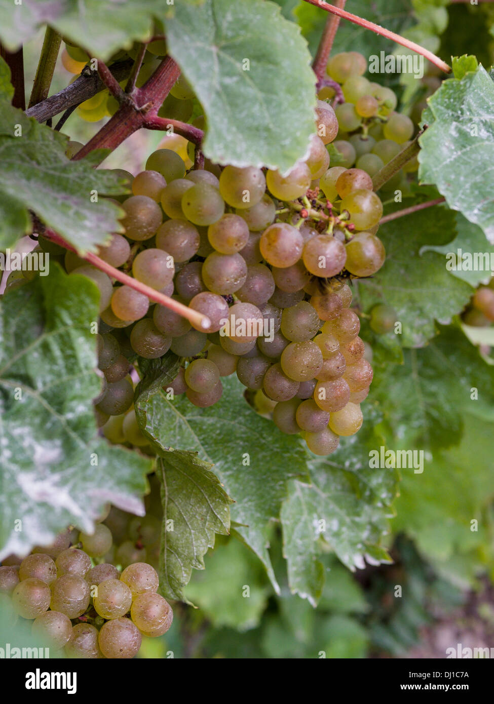 A bunch of Geisenheim grapes on the vine. A blush coloured grape ripens on the vine. Stock Photo