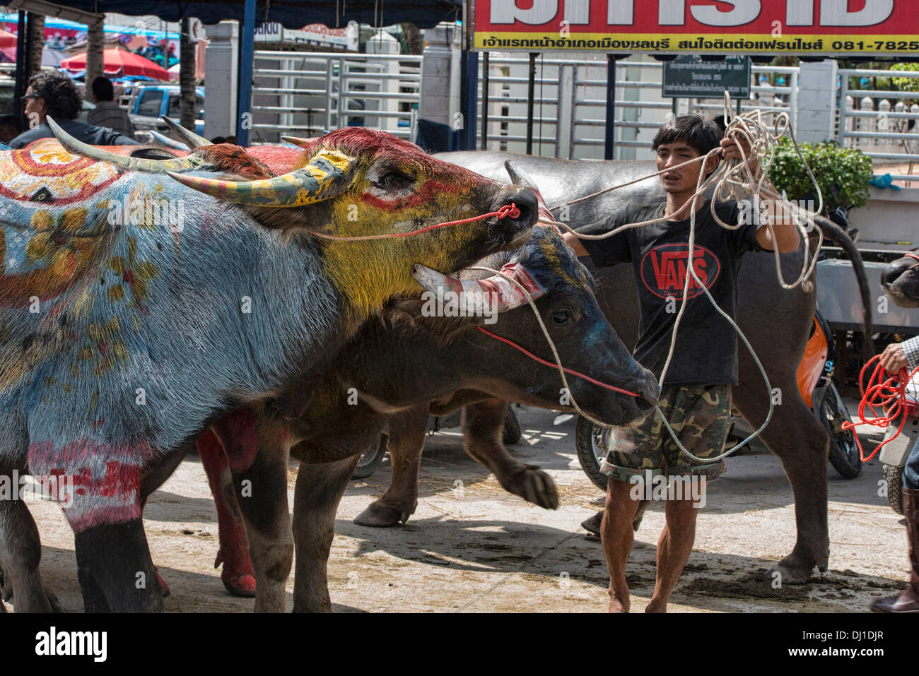 colorful dyed water buffaloes at the Chonburi Buffalo Racing Festival, Thailand Stock Photo