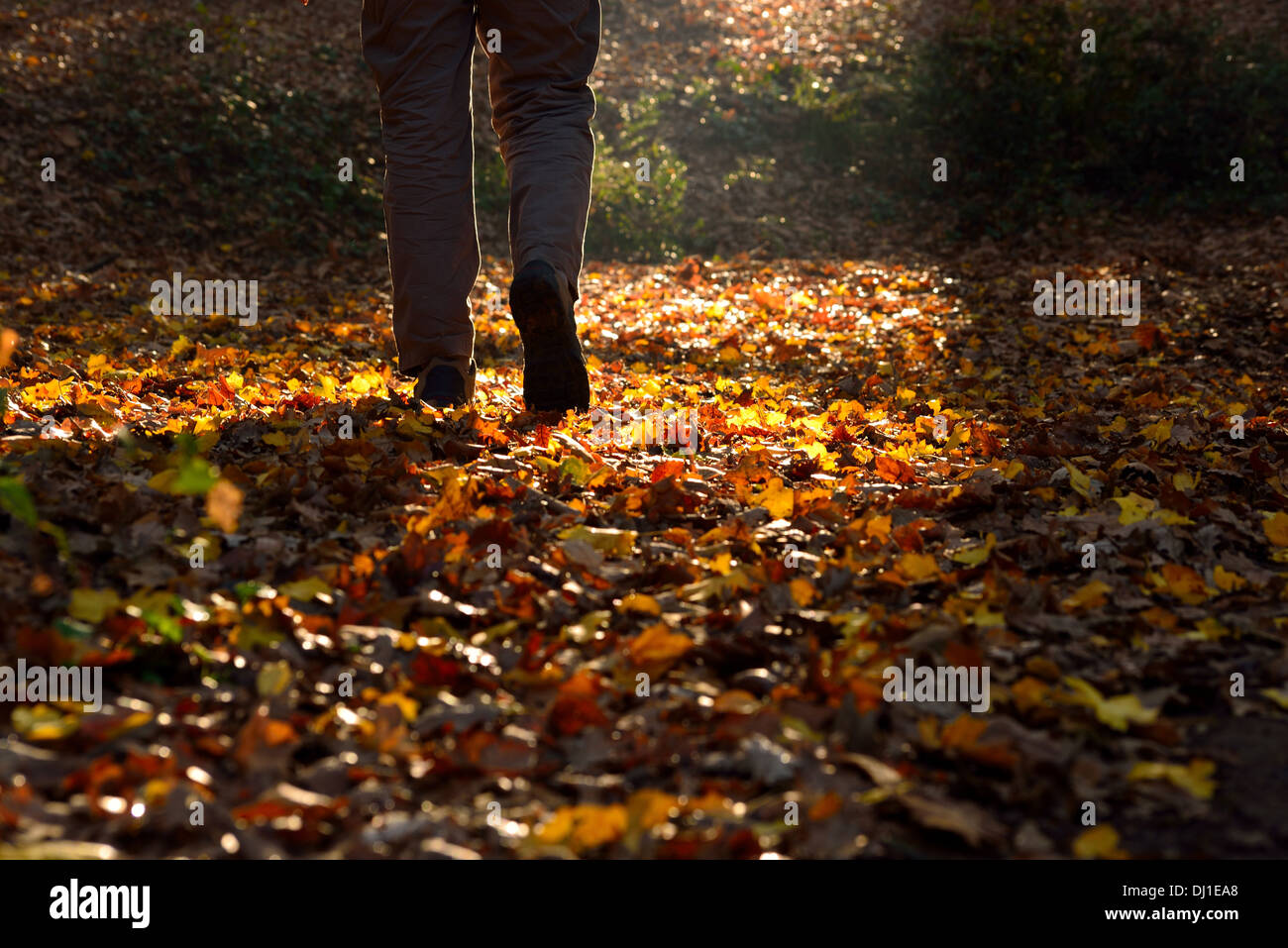 A man walking through the countryside in autumn time Stock Photo