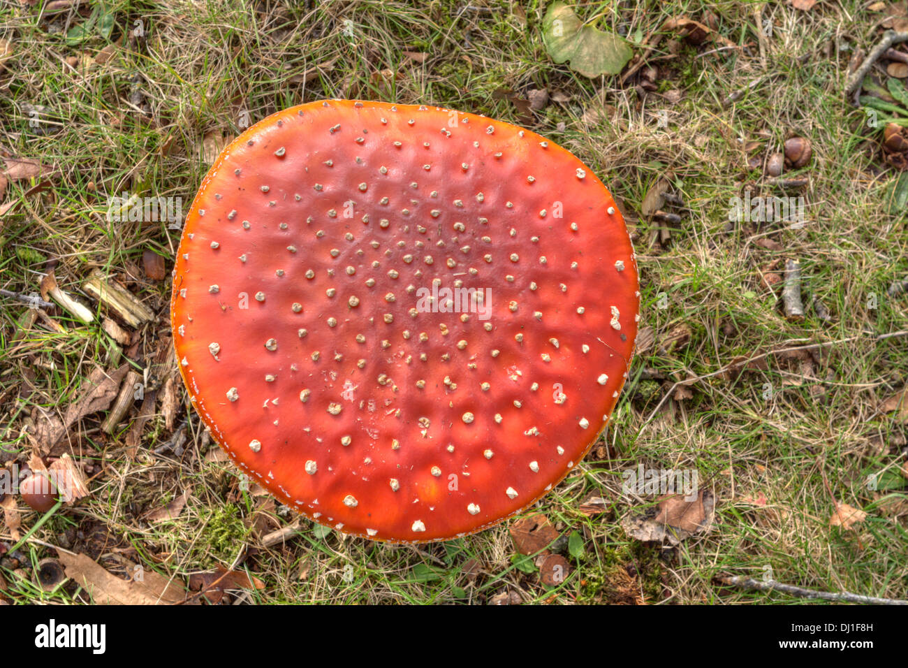 Fly agaric in roadside, Netherlands Stock Photo
