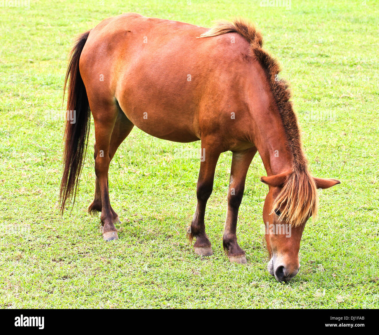 Horse eating grass Stock Photo Alamy