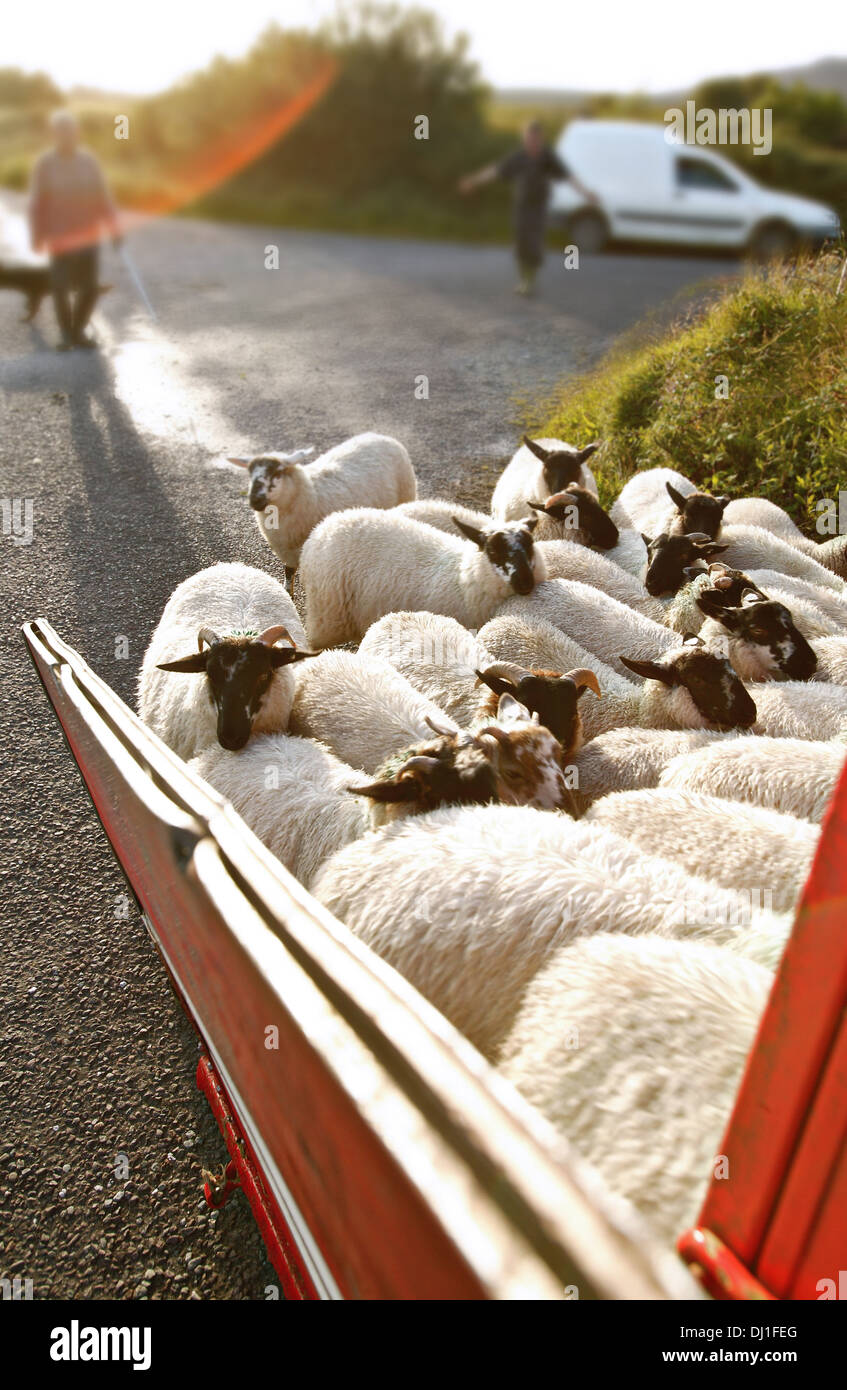Loading Sheep High Resolution Stock Photography and Images Alamy