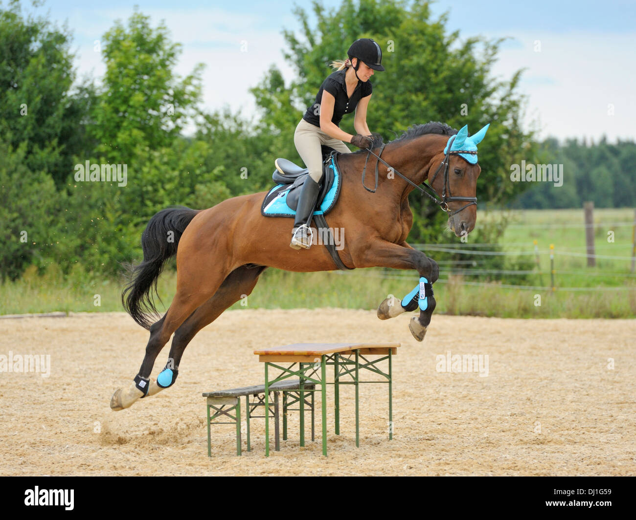 Young rider back Oldenburg horse jumping alebench Stock Photo Alamy