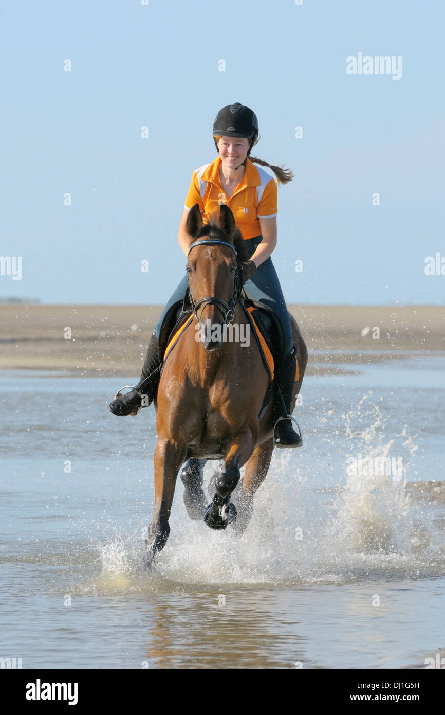 American Standardbred  rider galloping intertidal mudflats North Sea Germany Stock Photo