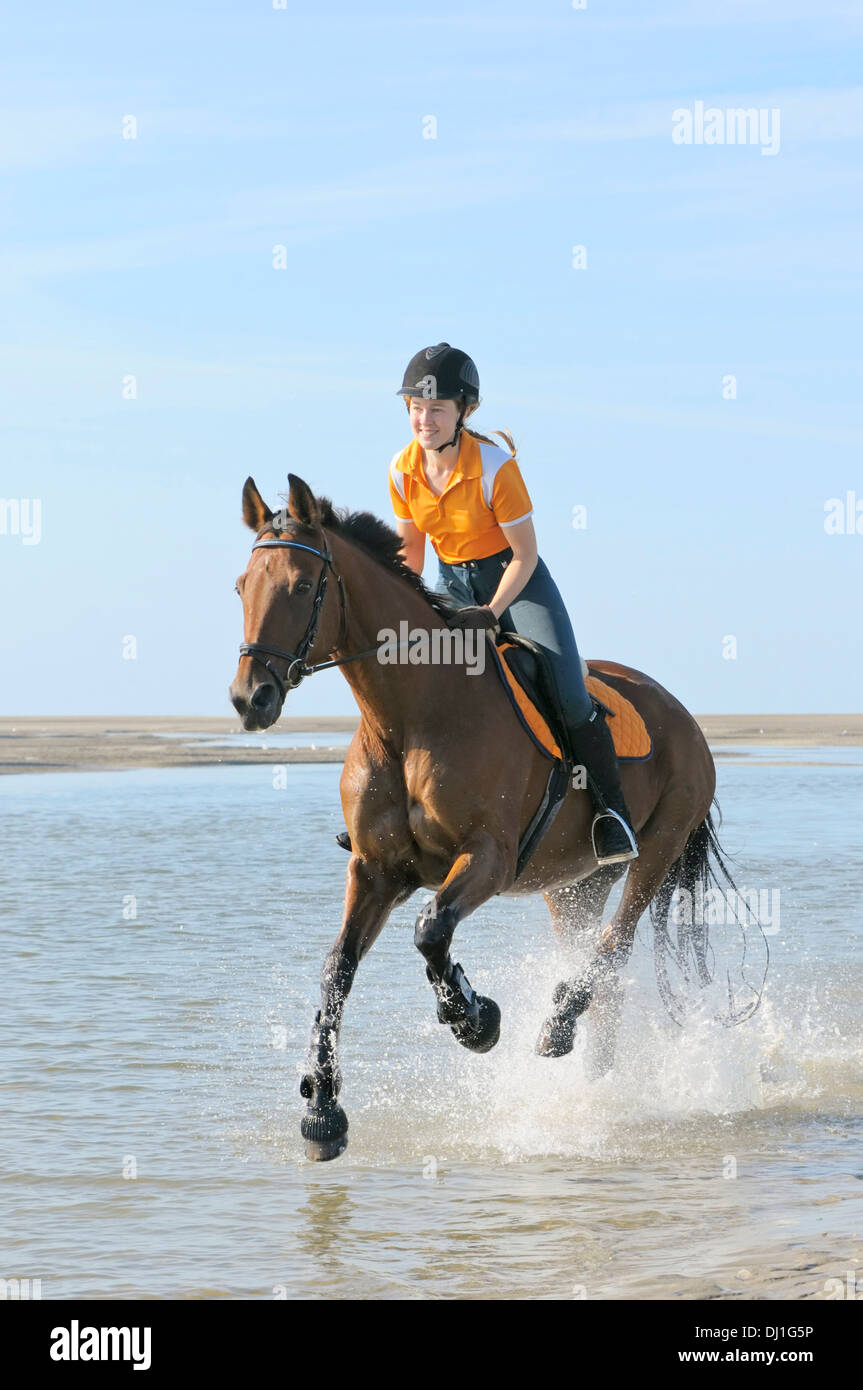 American Standardbred  rider galloping intertidal mudflats North Sea Germany Stock Photo