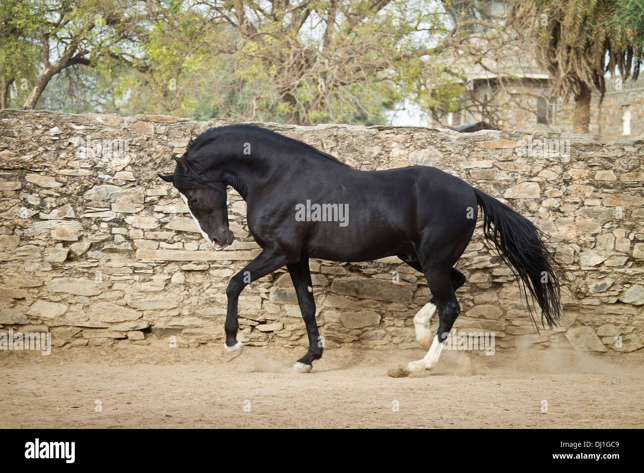 Marwari Horse Black stallion imposing front stone wall Stock Photo