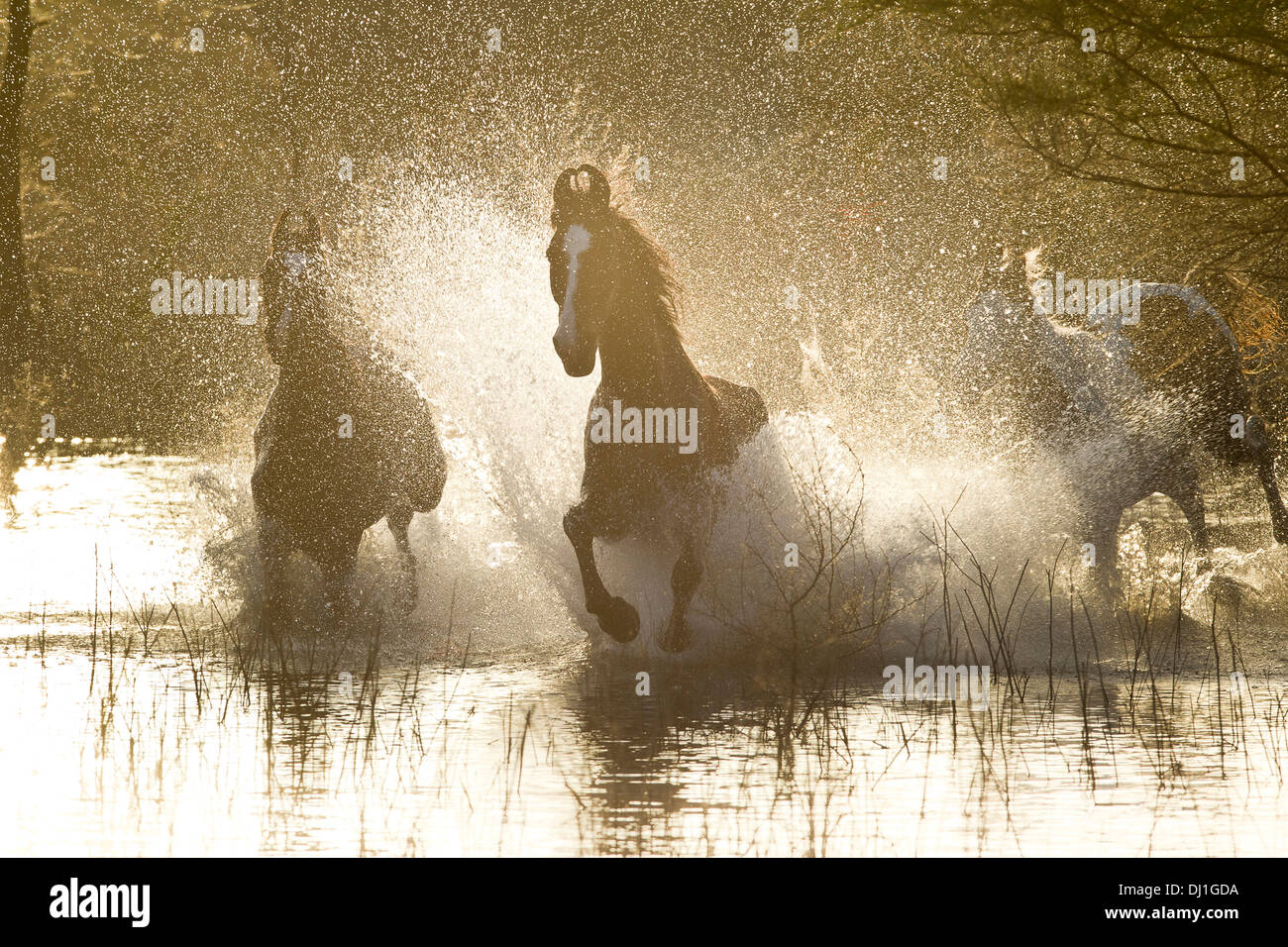 Marwari Horse Three horses galloping through shallow water Stock Photo