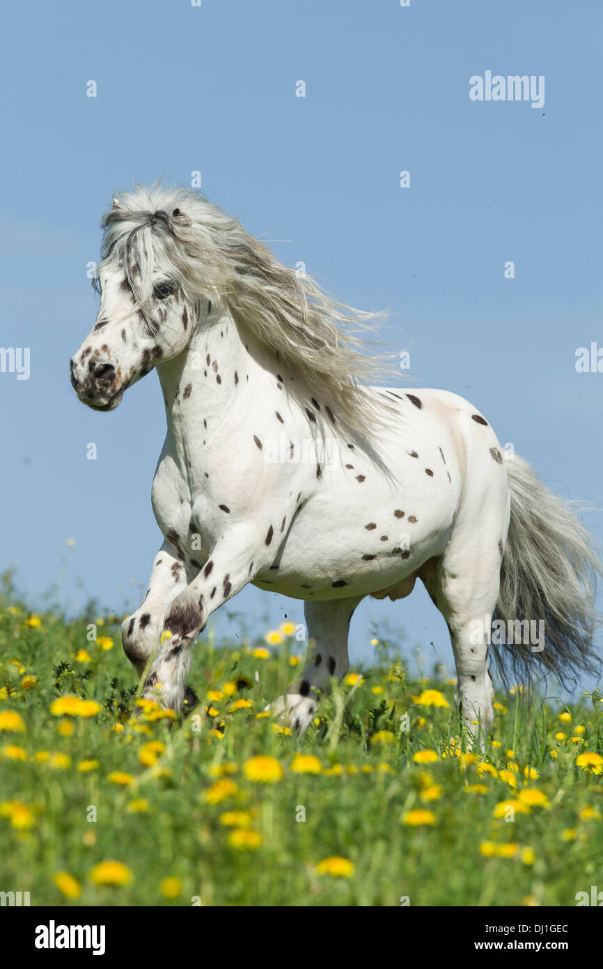 Shetland Pony Miniature Appaloosa galloping meadow Stock Photo