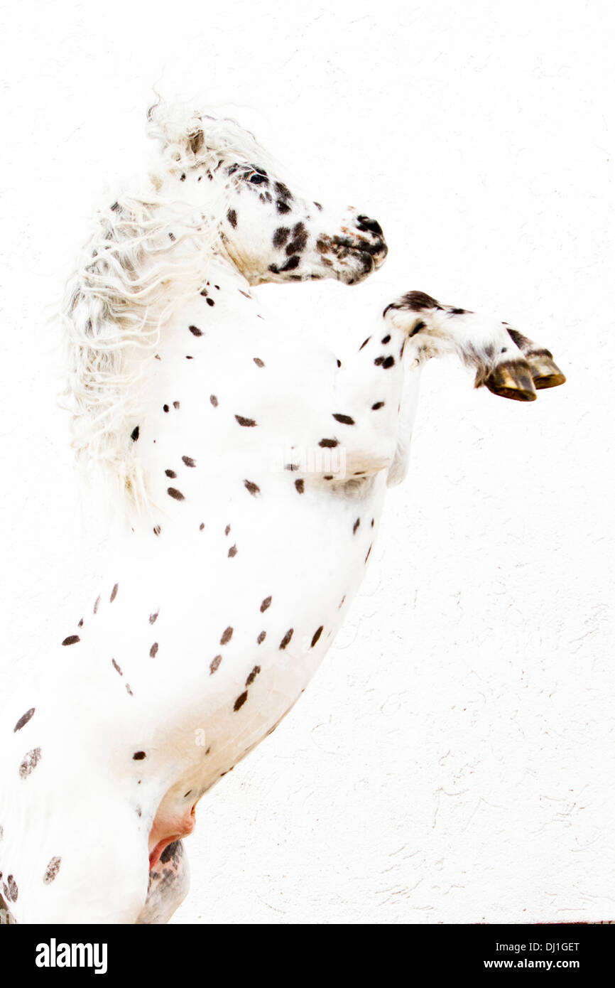 Shetland Rearing Shetland Pony Miniature Appaloosa rearing stallion Studio picture ...