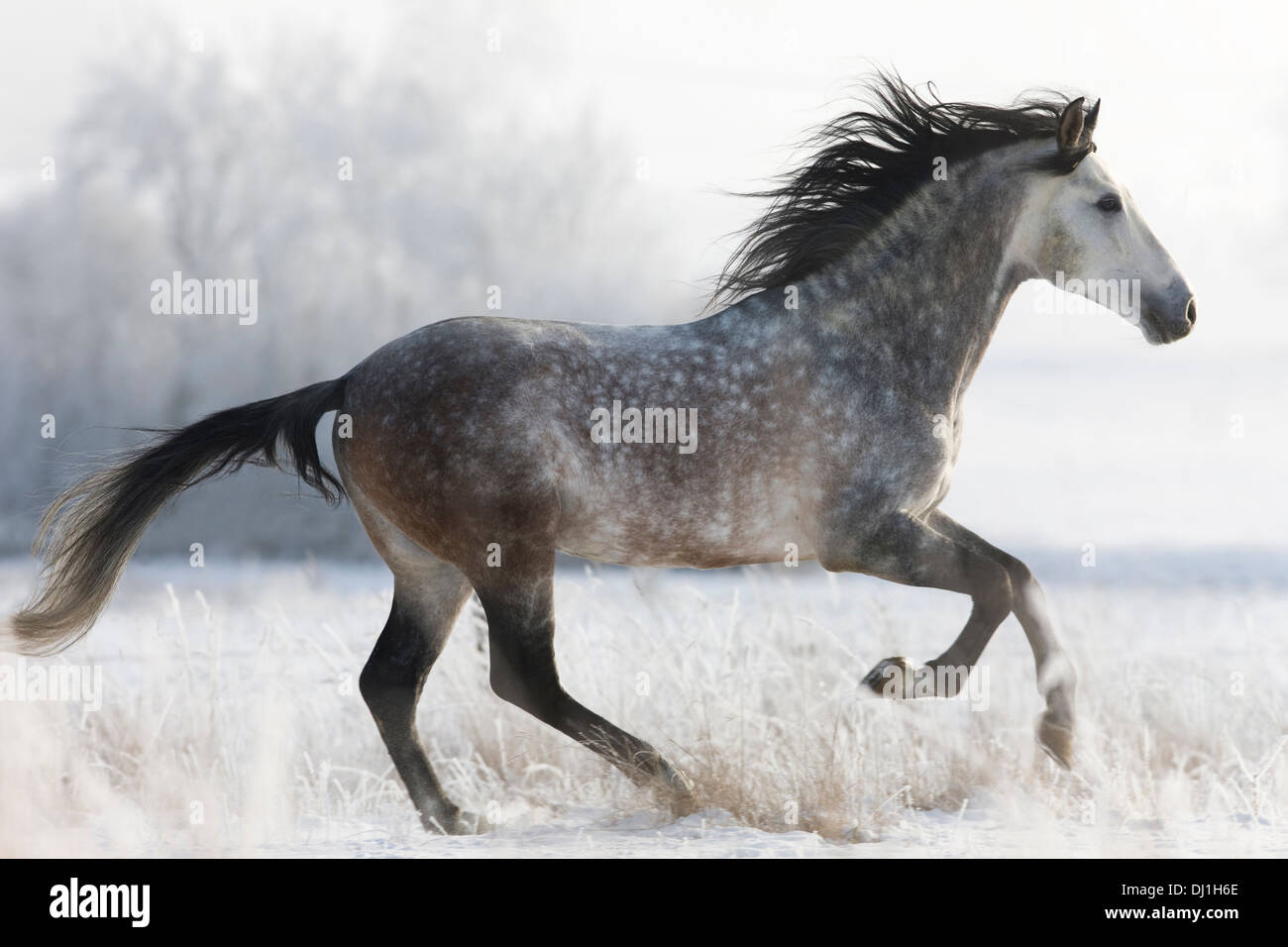 Dapple gray dappled stallion hi-res stock photography and images - Alamy