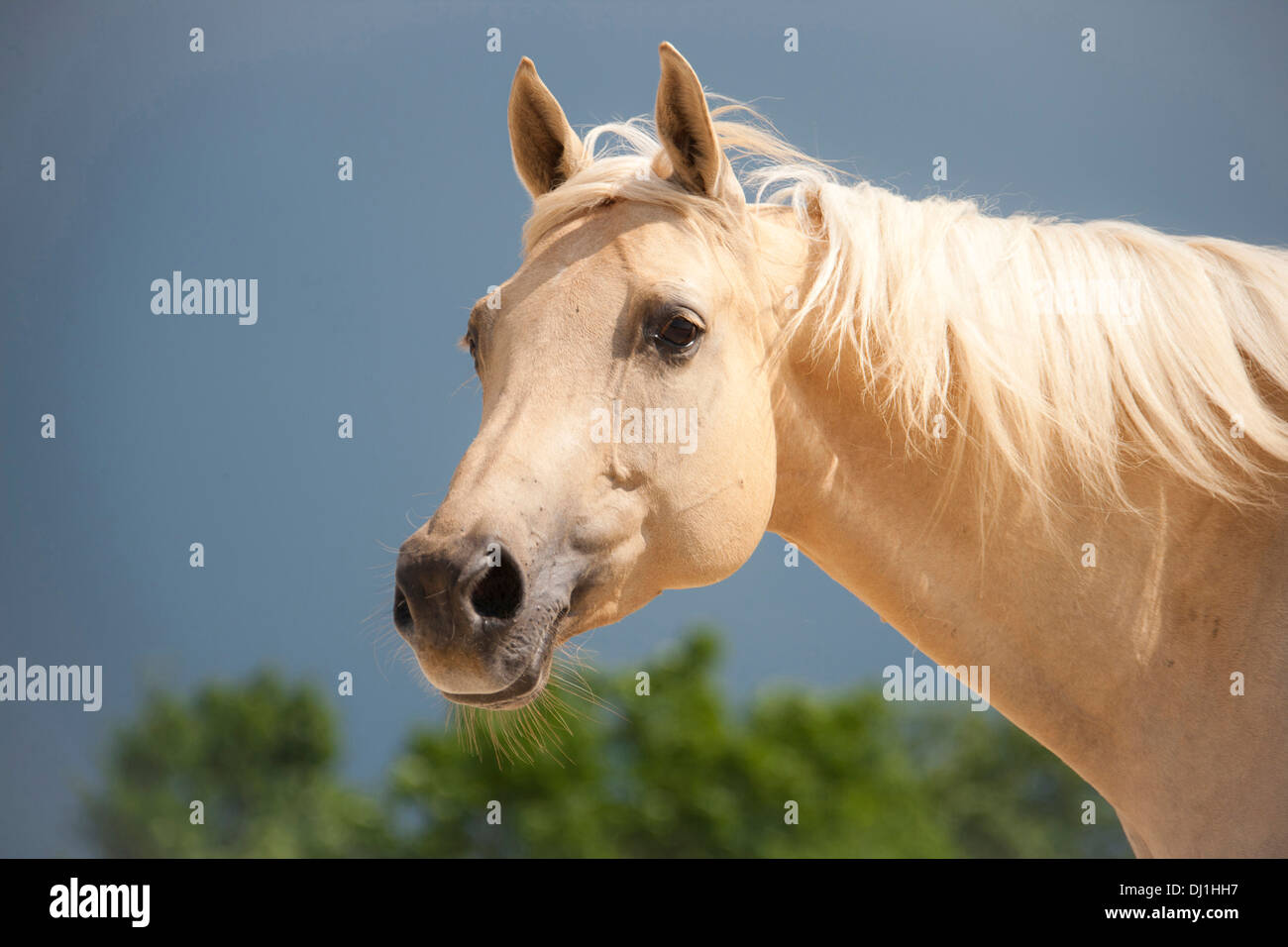 American Quarter Horse Portrait palomino mare Stock Photo Alamy