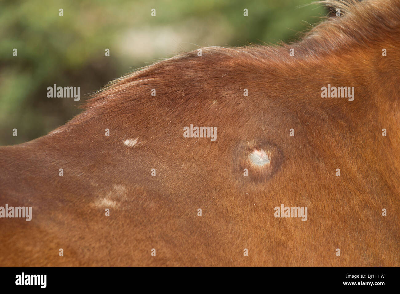 Saddle sore hi-res stock photography and images - Alamy