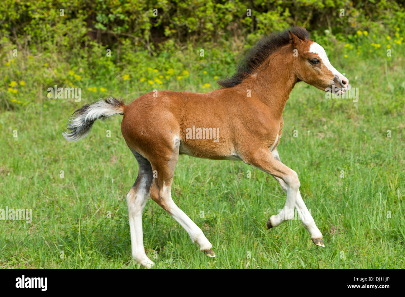 Welsh Cob Section D Foal galloping pasture Stock Photo