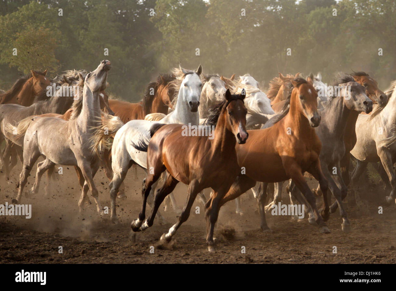 Несколько лошадок. Табун арабских скакунов. Табун коней бегает Башкирия. Табун лошадей. Стадо лошадей.