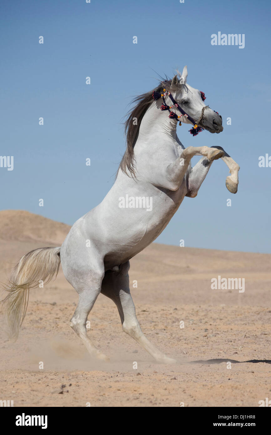 Arab Horse Arabian Horse Gray stallion rearing desert Stock Photo