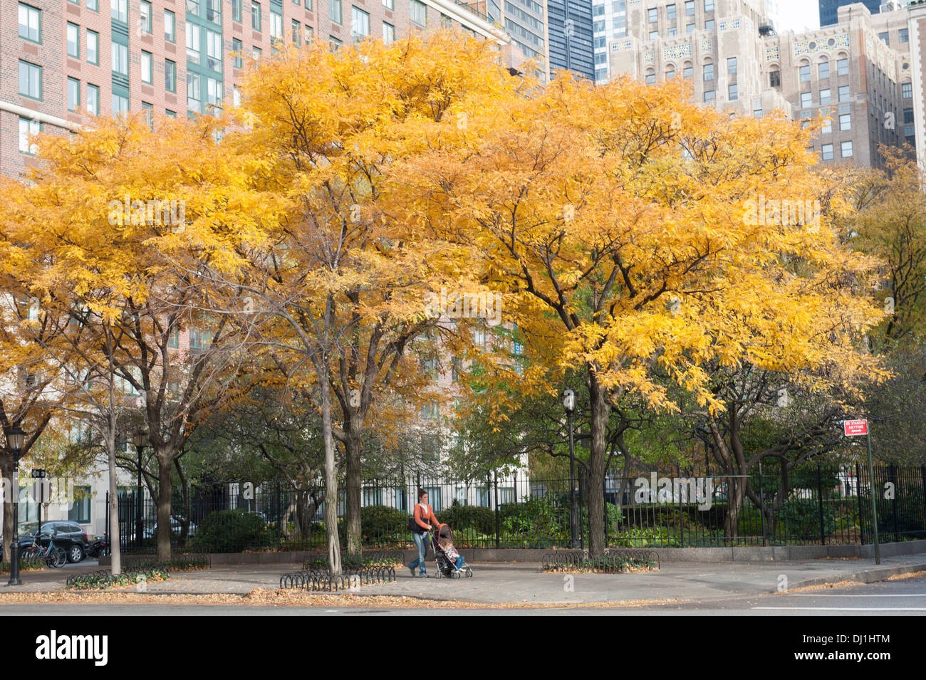 In fall, honey locust trees turn gold in Battery Park City, a