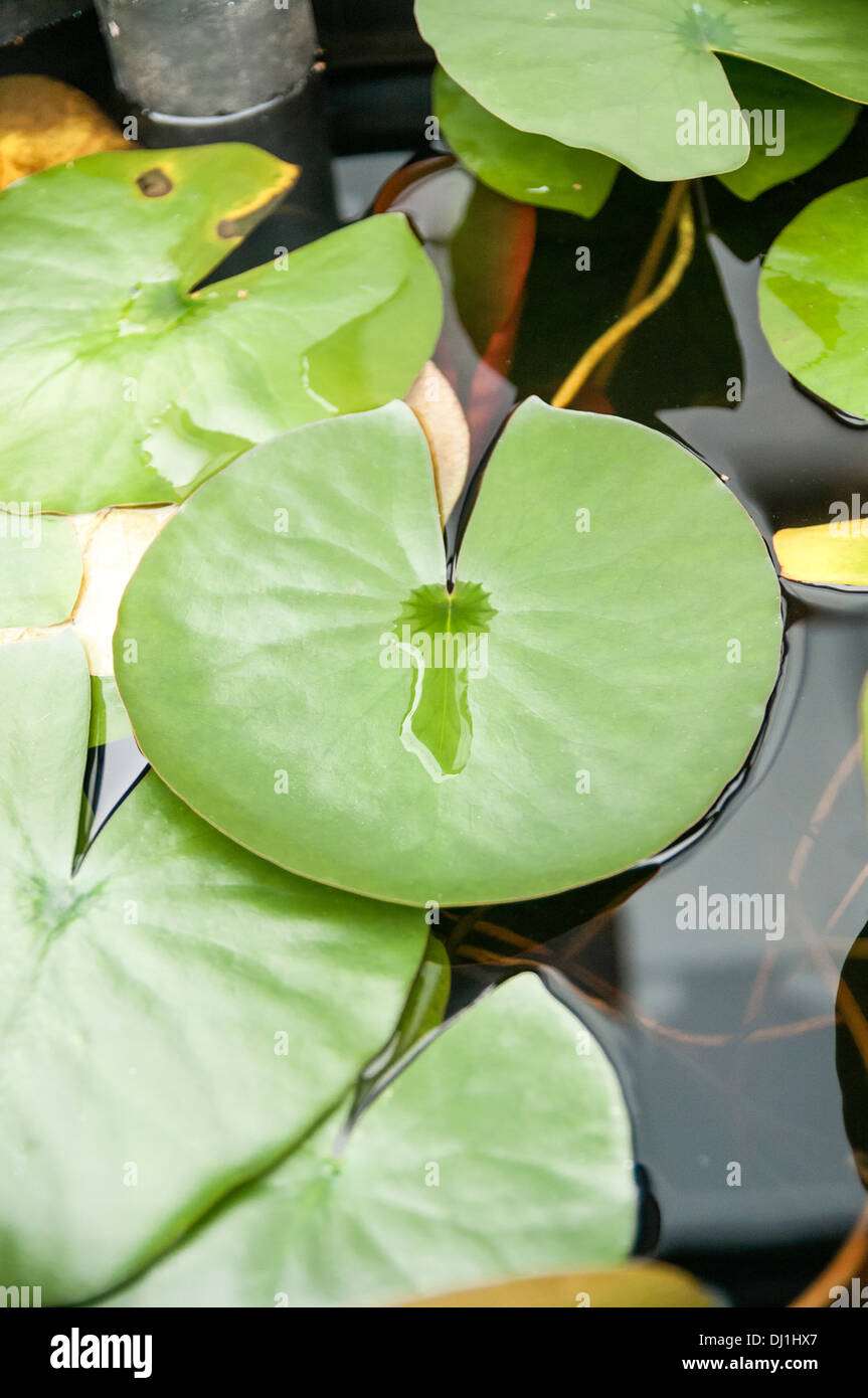 A colour portrait photograph of a white lotus lily pad. View from above top. Close up (macro) Stock Photo