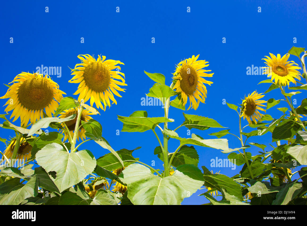 Sunflowers on sunflowers hires stock photography and images Alamy