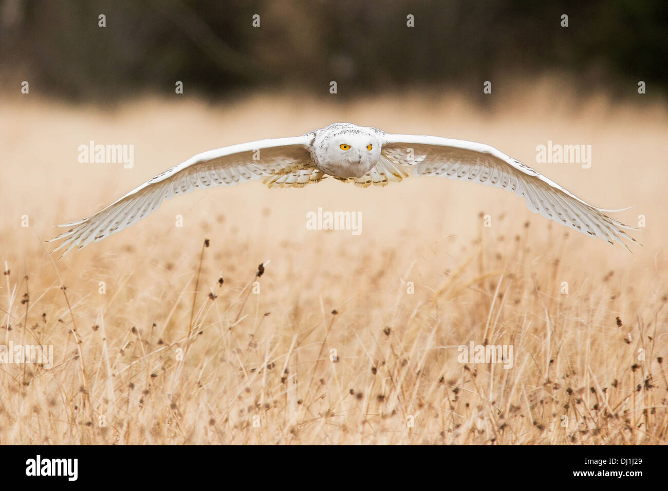 Snowy owl (Bubo scandiacus) in flight over long grass Stock Photo