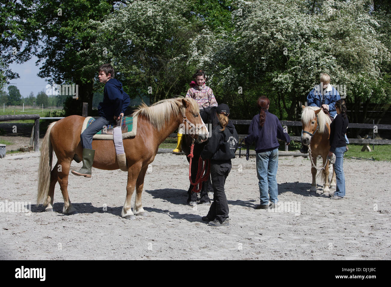 Therapeutic horseback riding on a Haflinger Horses Stock Photo Alamy