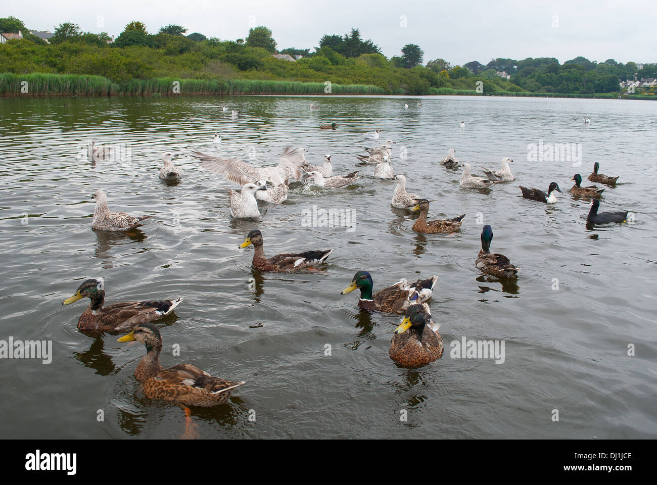 Flocks of birds at Swanpool Nature Reserve, Falmouth, UK Stock Photo