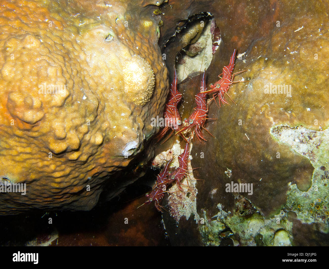 Underwater live in the Red Sea. Pandalus Borealis (Dancing Shrimp) Stock Photo