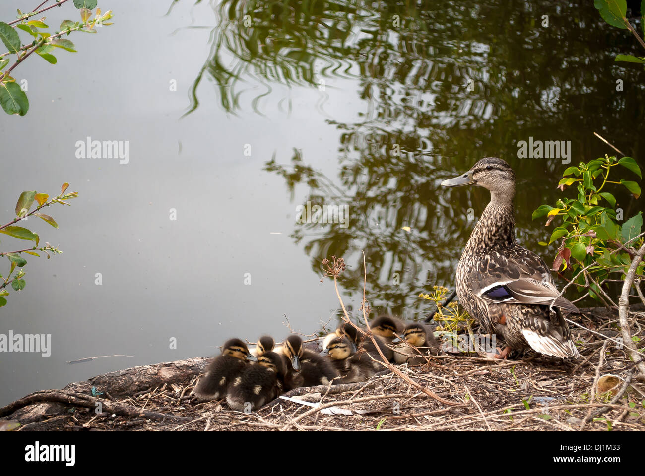 An image of a Mallard Duck with her very young brood of chicks. Taken at Swanpool Nature Reserve, Falmouth, Cornwall,UK. Stock Photo