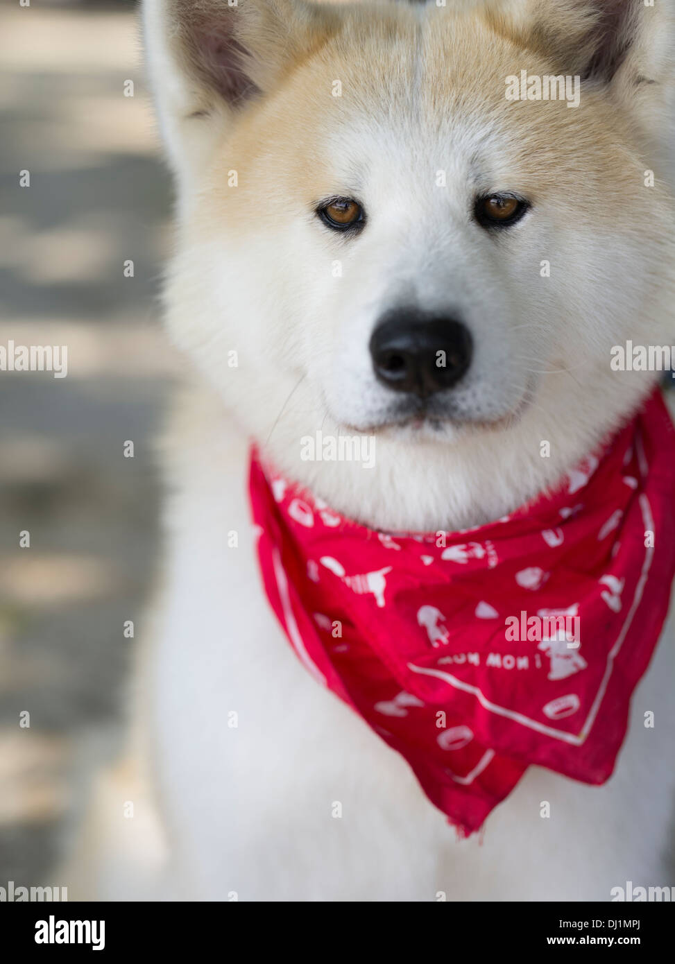 Japanese Akita dog with red bandana. large spitz breed canine Stock Photo