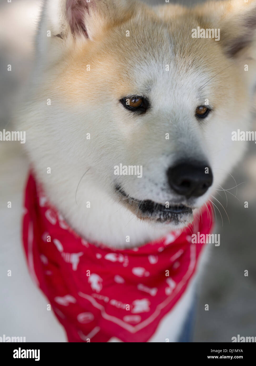 Japanese Akita dog with red bandana. large spitz breed canine Stock Photo