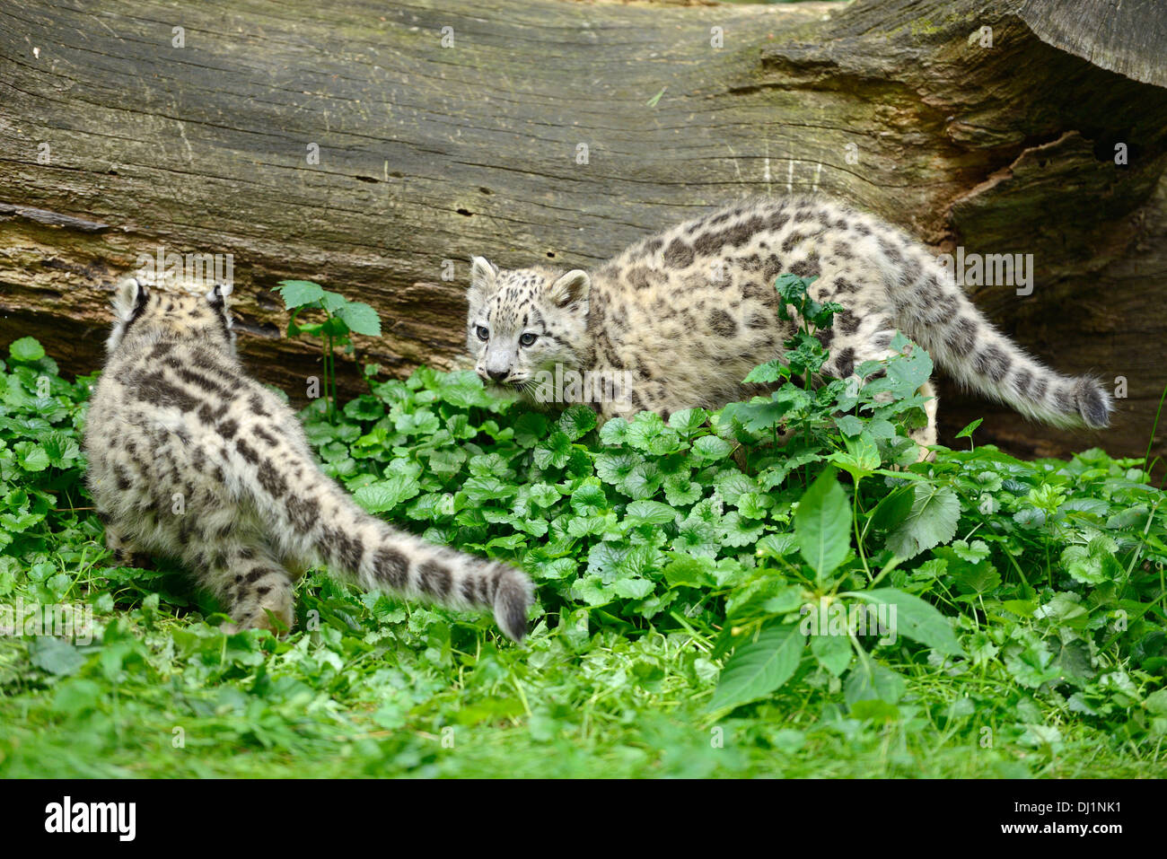 Snow Leopard Panthera unica Two cubs zoo Stock Photo