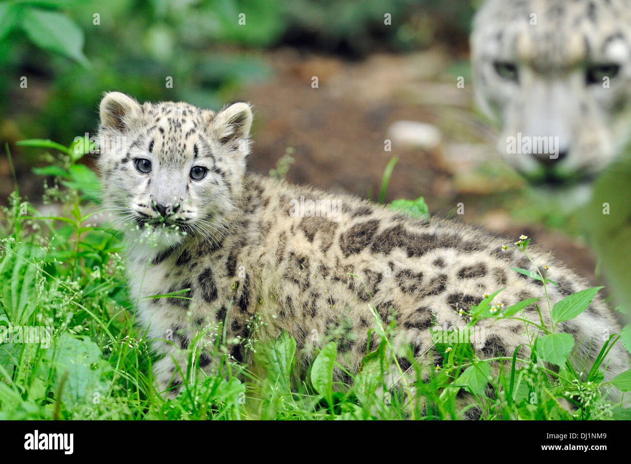 Snow Leopard Panthera unica Cub with mother zoo Stock Photo