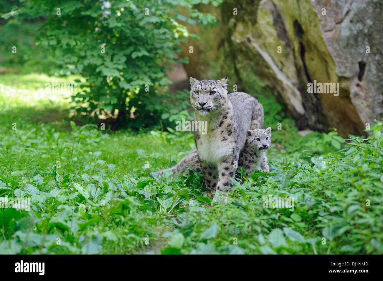 Snow Leopard Panthera unica Cub with mother zoo Stock Photo