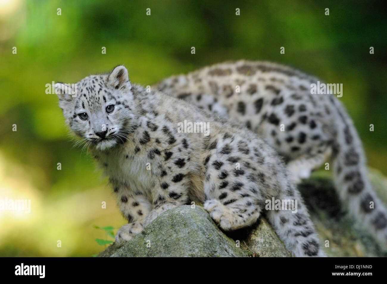 Snow Leopard Panthera Unica Two Cubs Zoo Climbing Rock Stock Photo Alamy