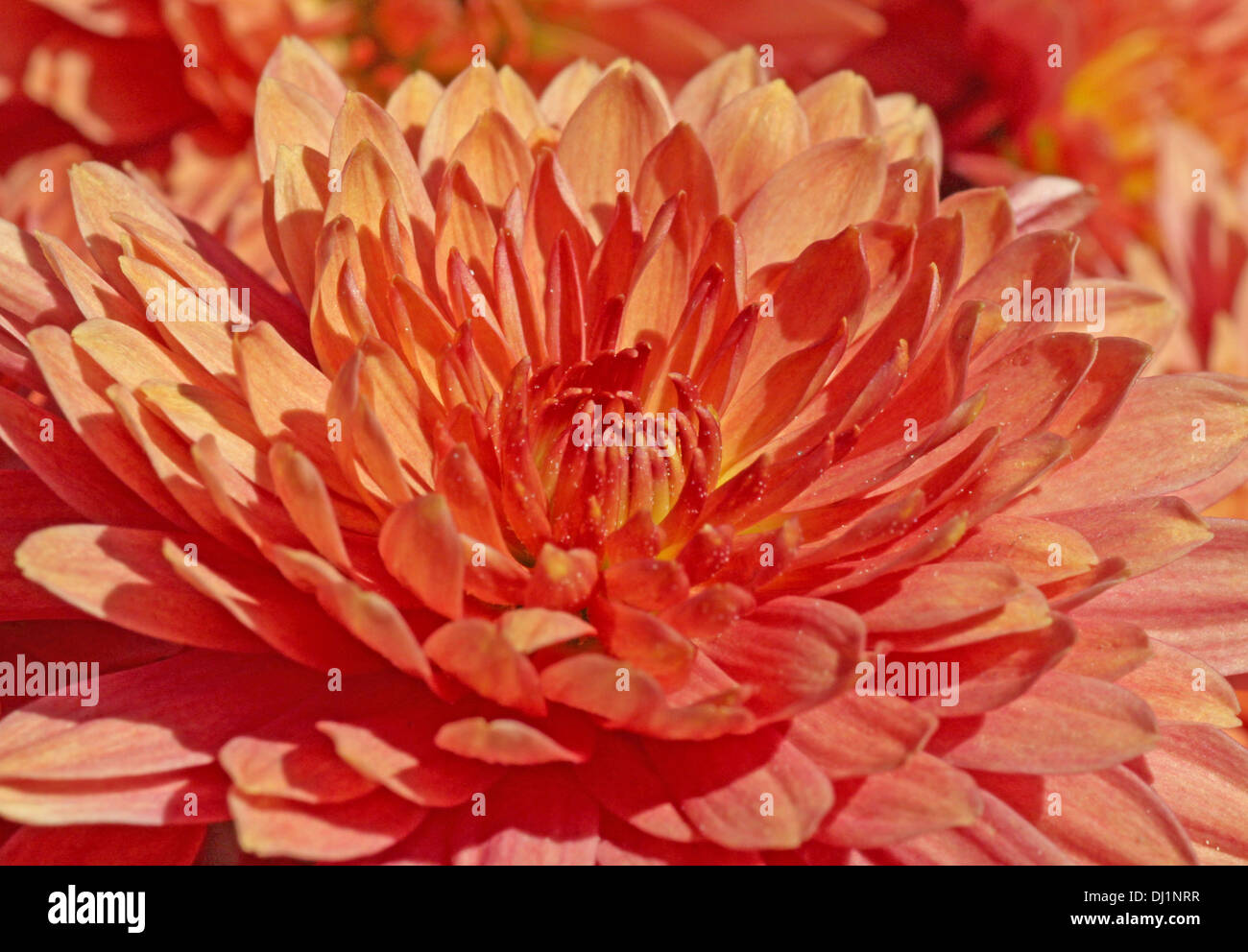 Red chrysanthemum flower hi-res stock photography and images - Alamy