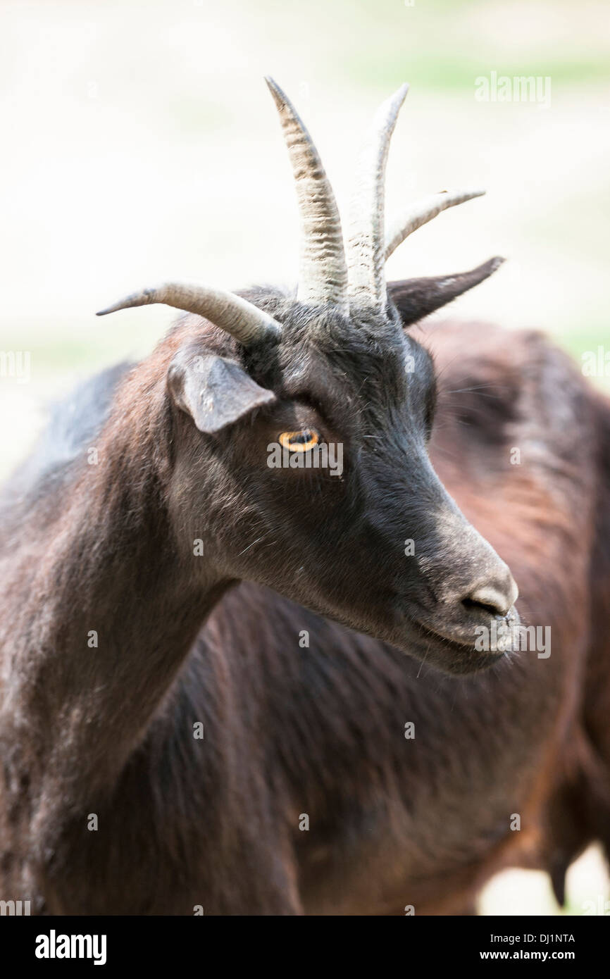 Fourhorned Goat Portrait adult Stock Photo Alamy