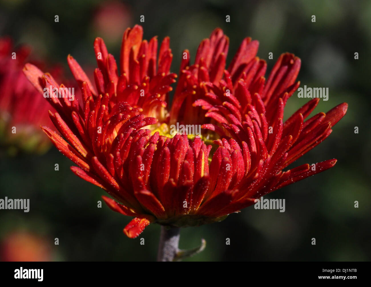 Chrysanthemum hi-res stock photography and images - Alamy