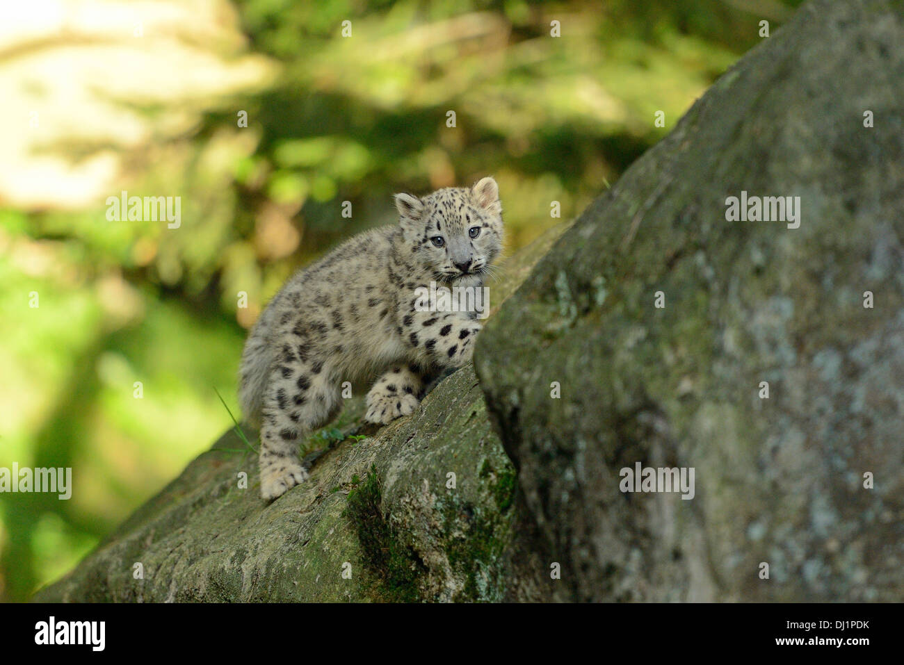 Snow Leopard Panthera unica Cub zoo walking rock Stock Photo