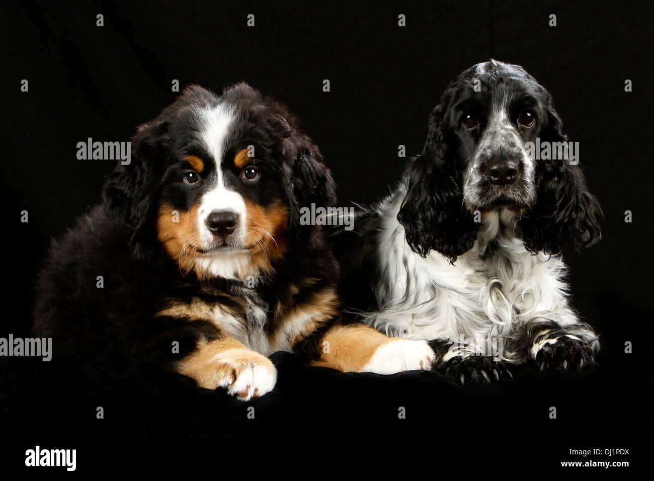 Bernese Mountain Dog Puppy nine weeks old laying next to Cocker Spaniel Studio picture against black background Stock Photo
