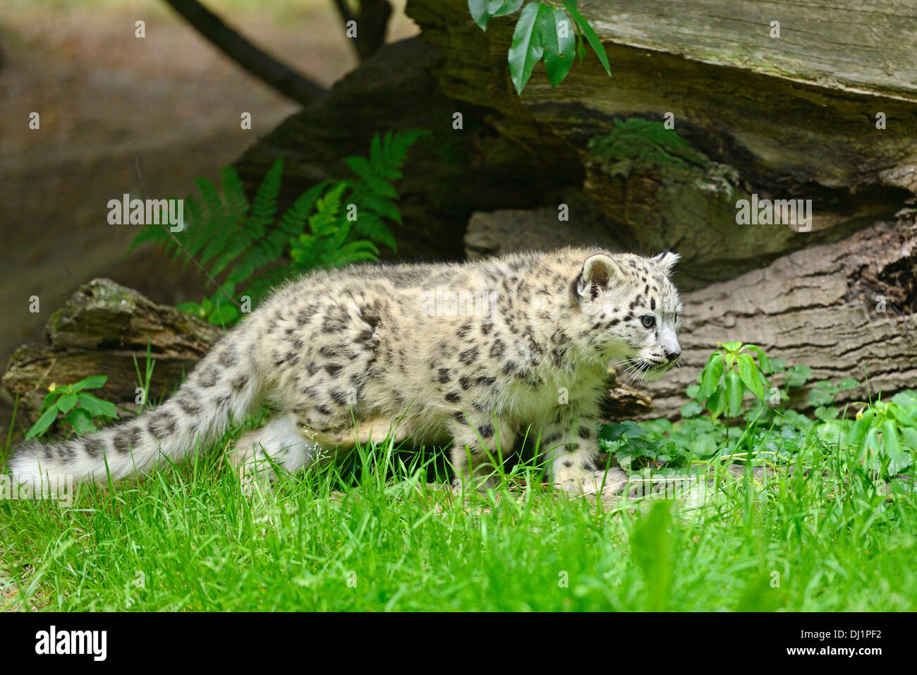 Snow Leopard Panthera unica Cub zoo walking Stock Photo