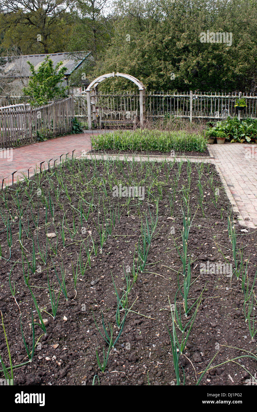Onion patch hi-res stock photography and images - Alamy
