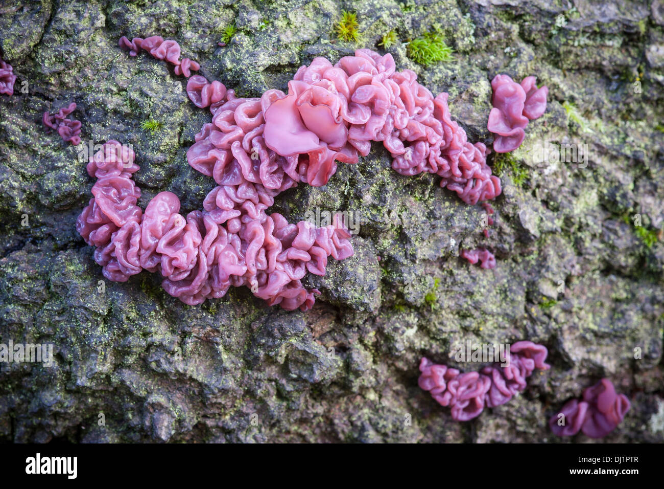 Purple jelly fungus Stock Photo
