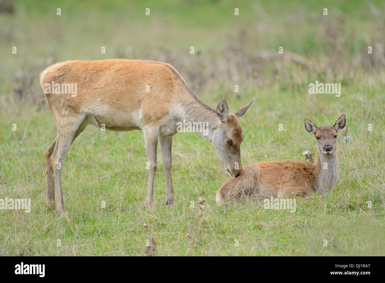 Red Deer Cervus Elaphus Hind Sniffing At Laying Fawn Germany Stock
